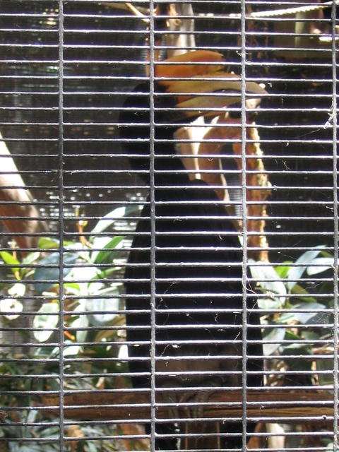 458x617 pixels (236K)